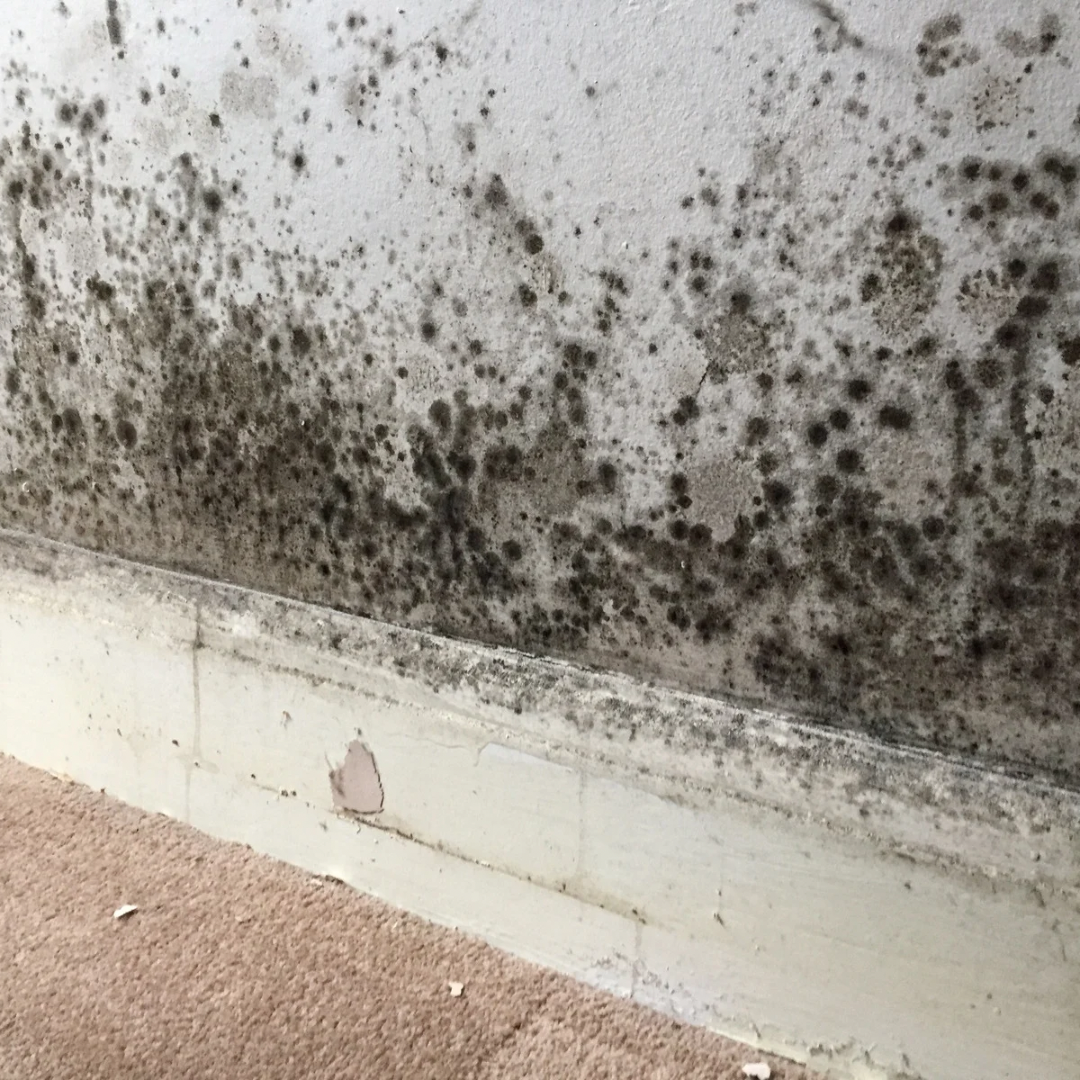 Mould Treatment Specialist