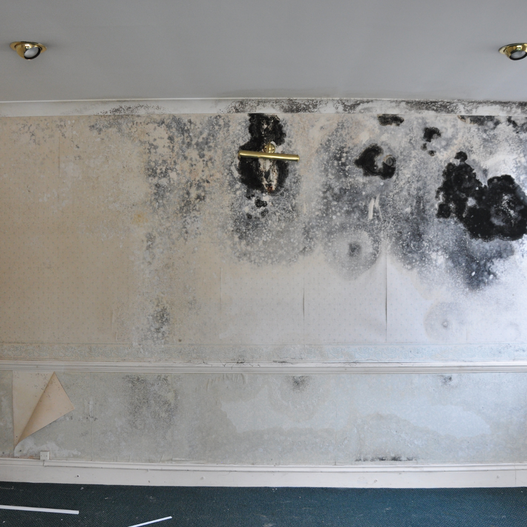 Mould Treatment expert